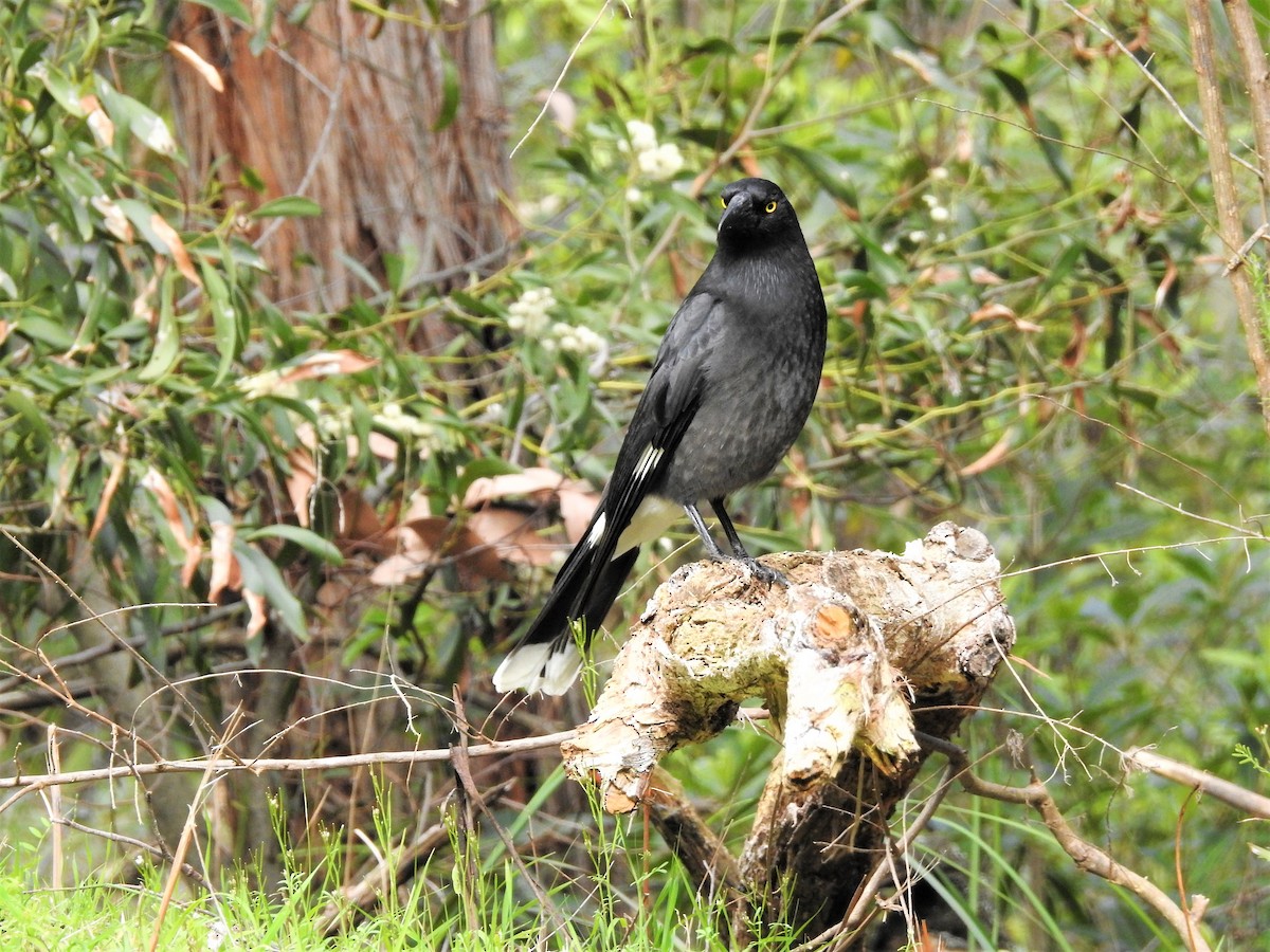 Pied Currawong - ML113646781