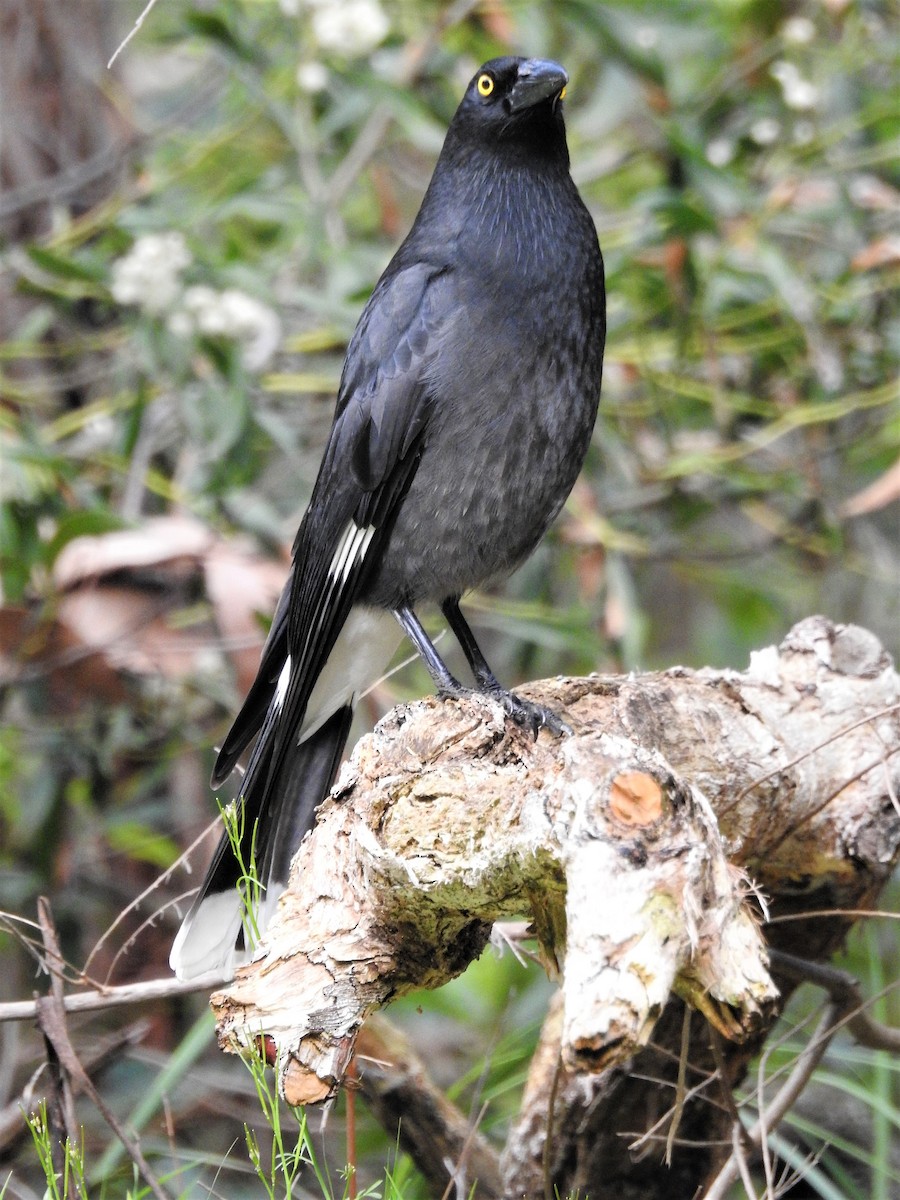Pied Currawong - ML113646791