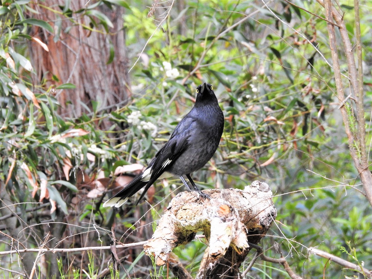 Pied Currawong - ML113646821