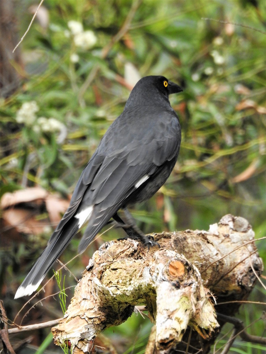 Pied Currawong - ML113646851