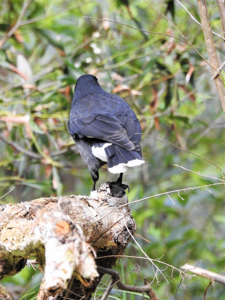 Pied Currawong - ML113646861