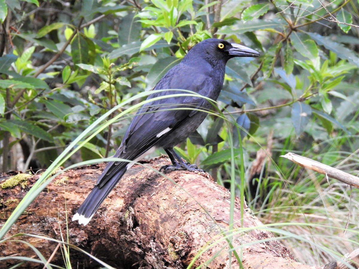 Pied Currawong - ML113646891