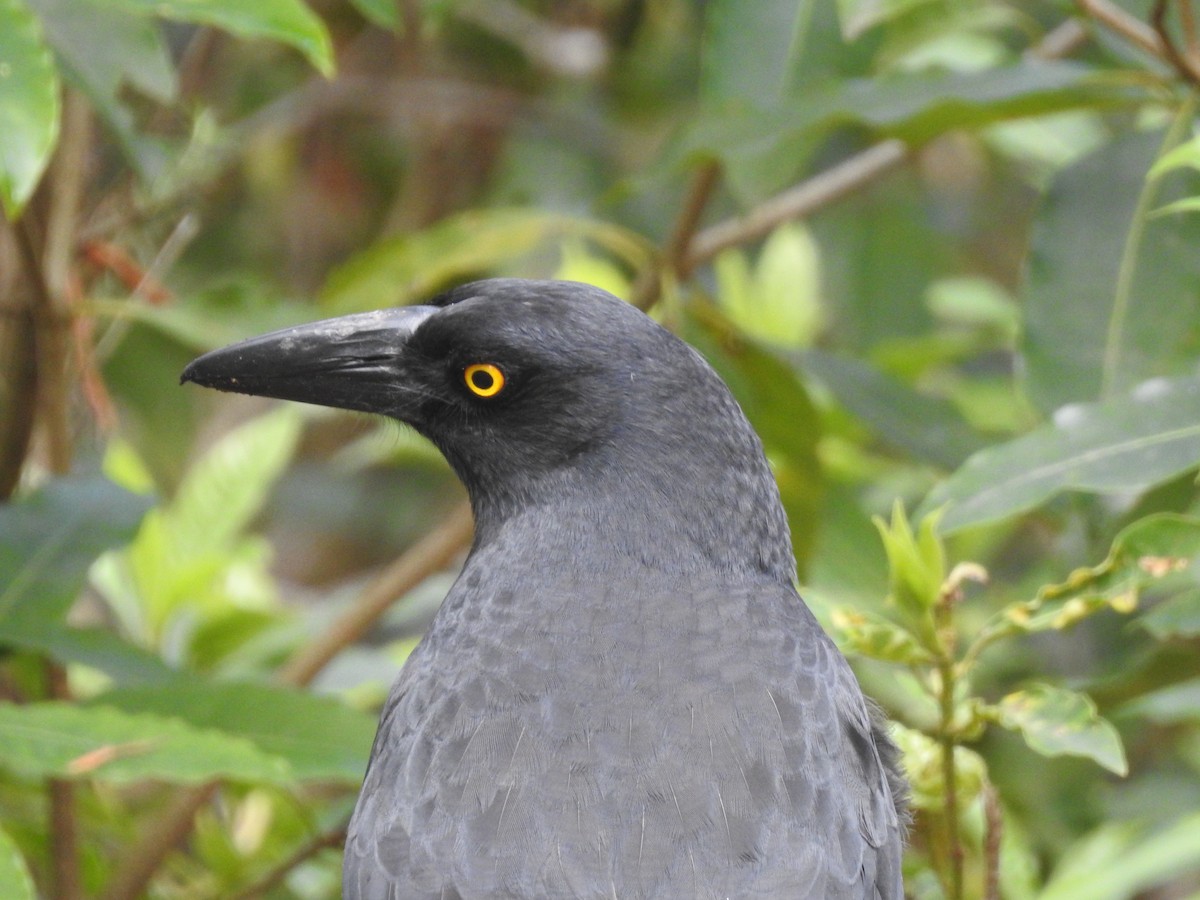 Pied Currawong - ML113646931