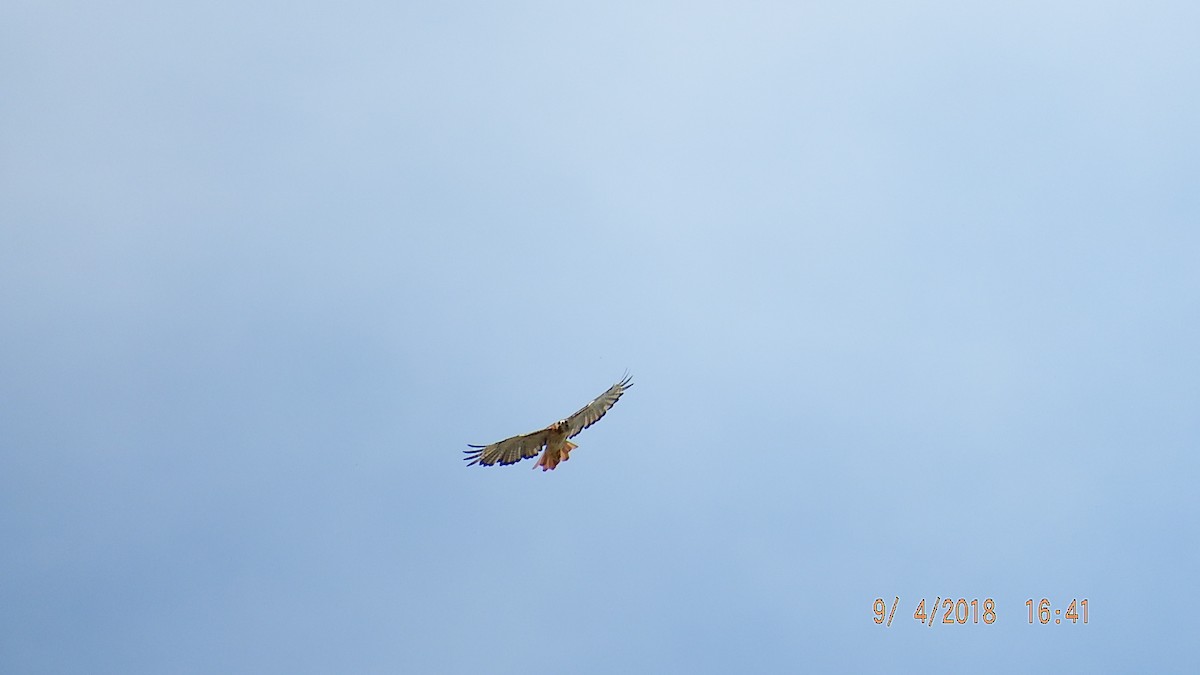 Accipitridae sp. (hawk sp.) - ML113649201