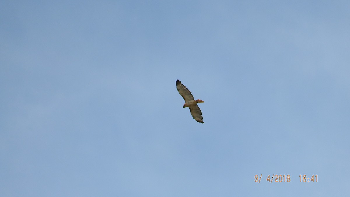 Accipitridae sp. (hawk sp.) - ML113649211