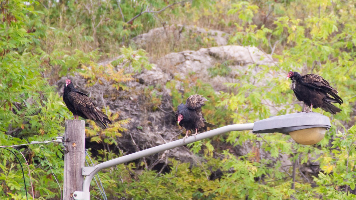 Turkey Vulture - ML113650331