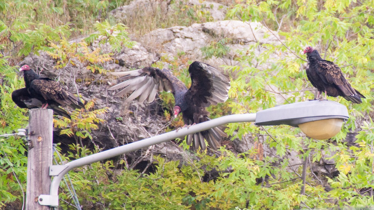 Turkey Vulture - Jean-Sébastien Guénette