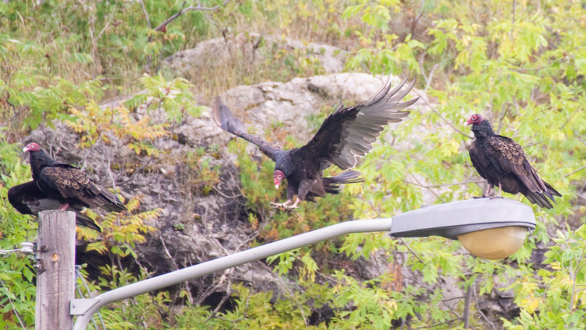 Turkey Vulture - ML113650351