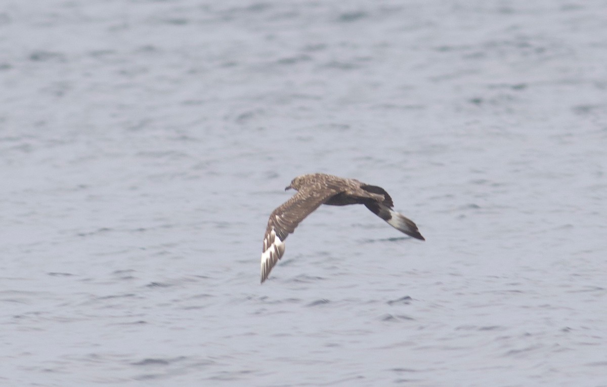 Great Skua - Nathan Dubrow