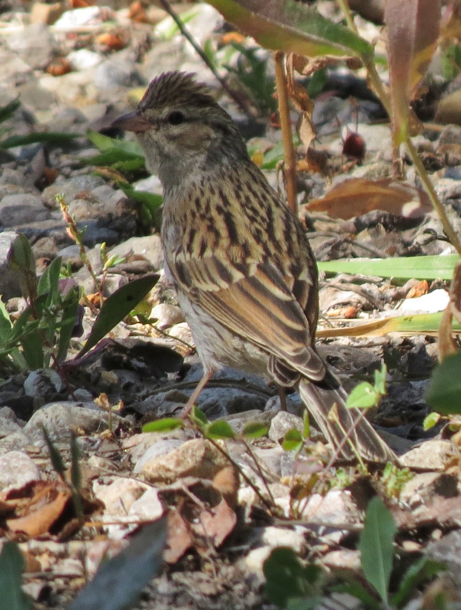 Chipping Sparrow - ML113652351