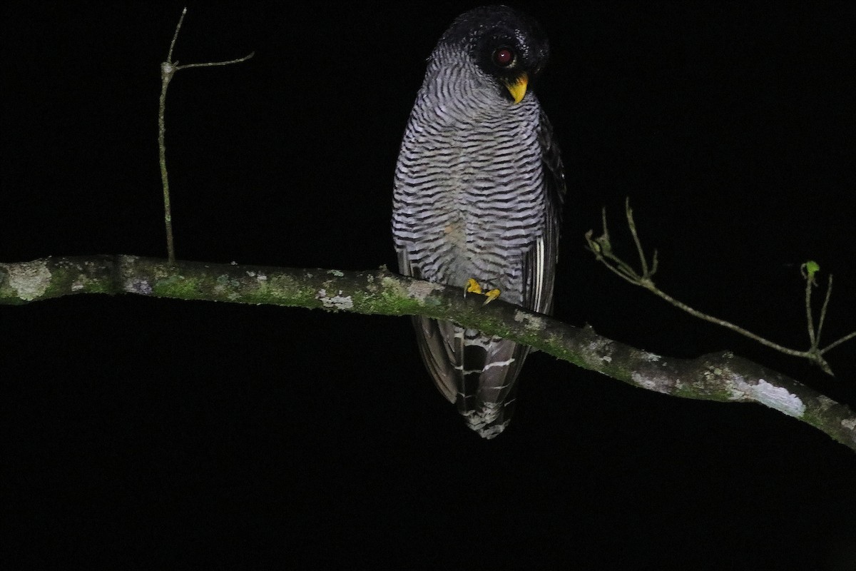 Black-and-white Owl - ML113652721