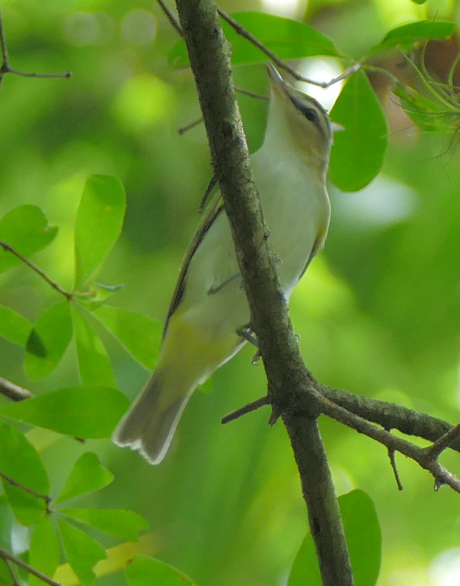 Red-eyed Vireo - ML113654581