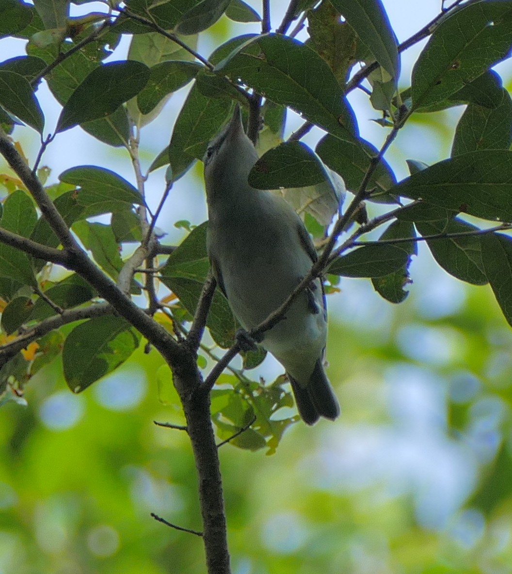 Red-eyed Vireo - ML113654631