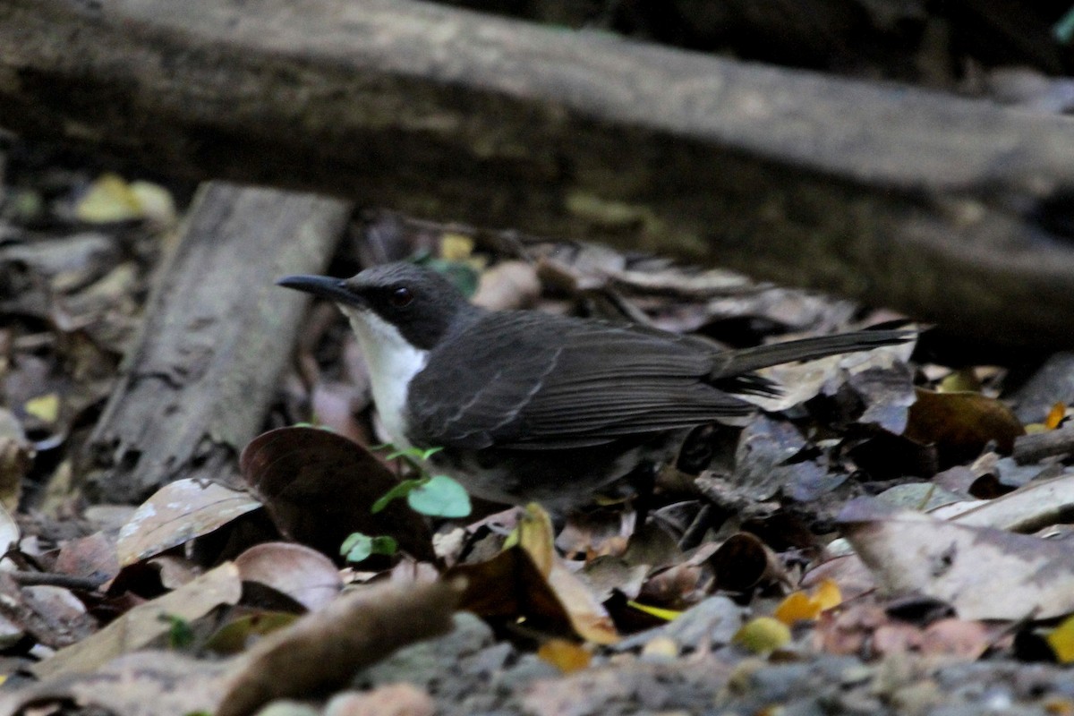 White-breasted Thrasher - Stephen Gast