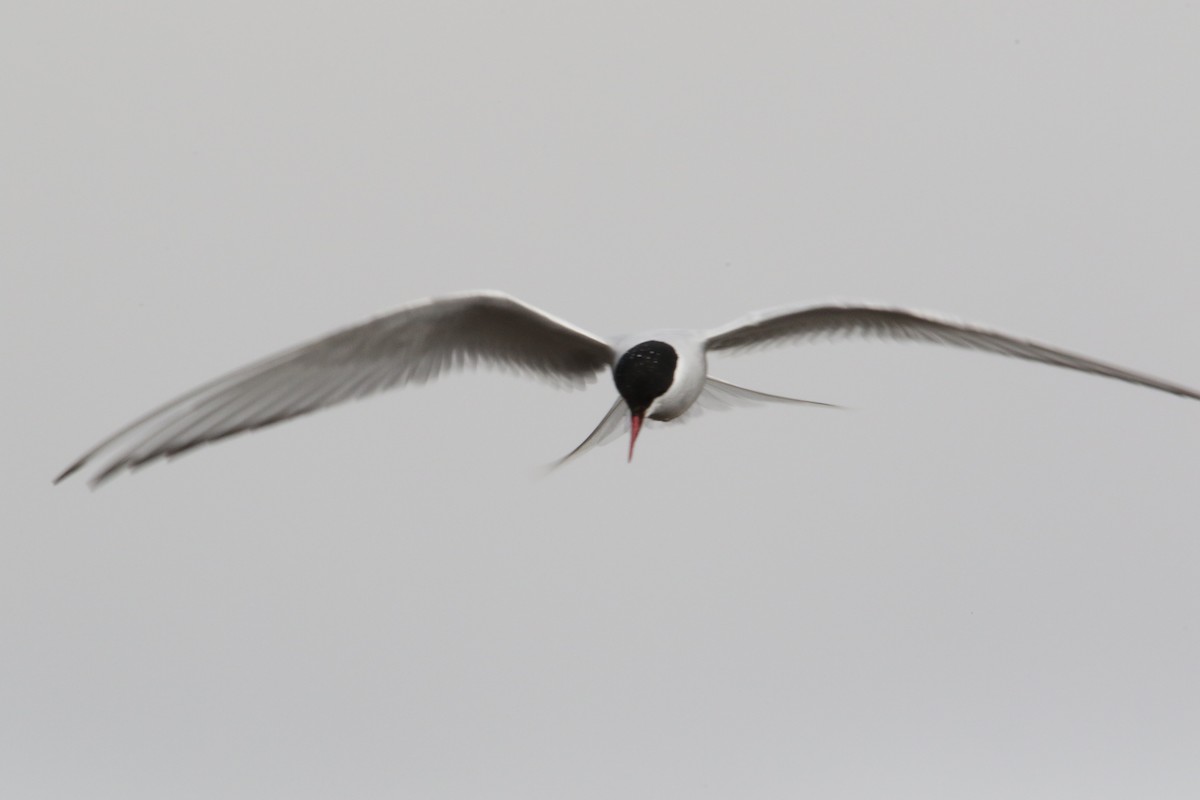 Arctic Tern - Louis Hoeniger