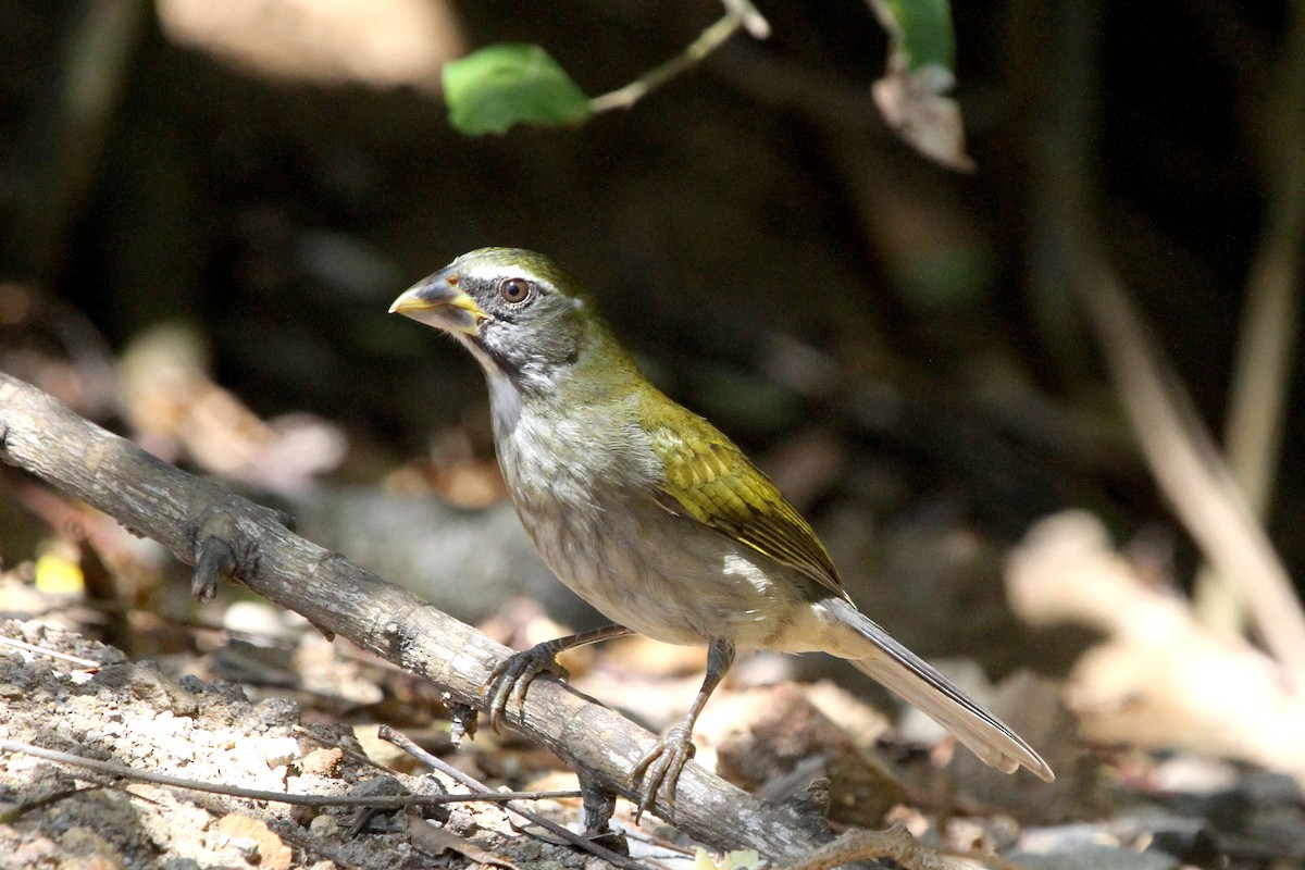 Lesser Antillean Saltator - Stephen Gast