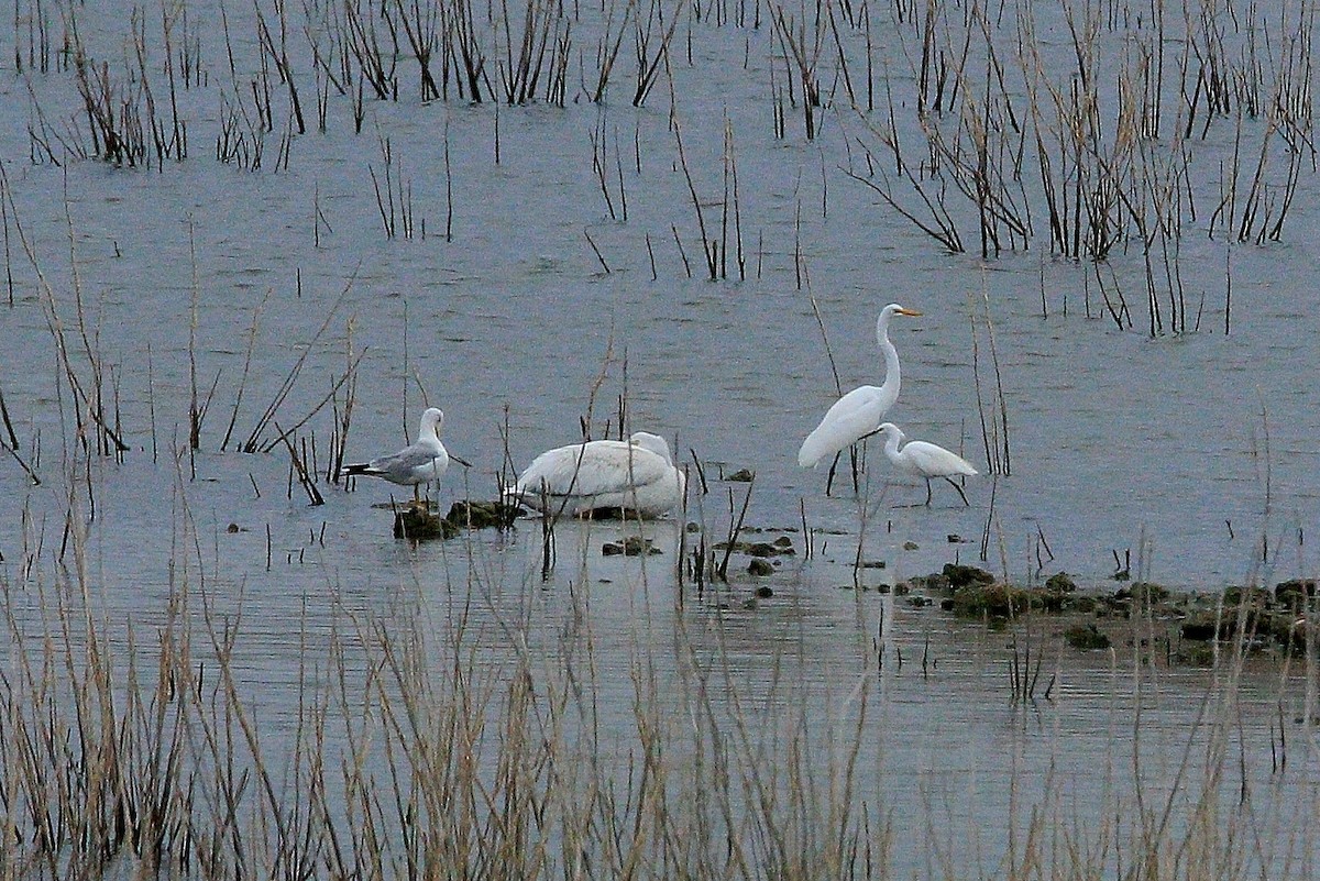 Snowy Egret - ML113659861