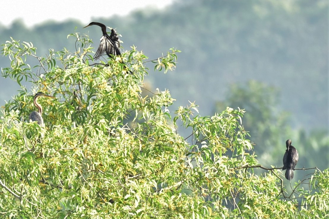 Anhinga Asiática - ML113662731