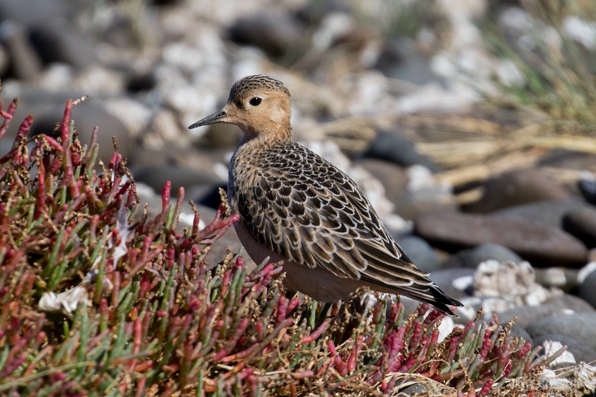 Buff-breasted Sandpiper - ML113664661