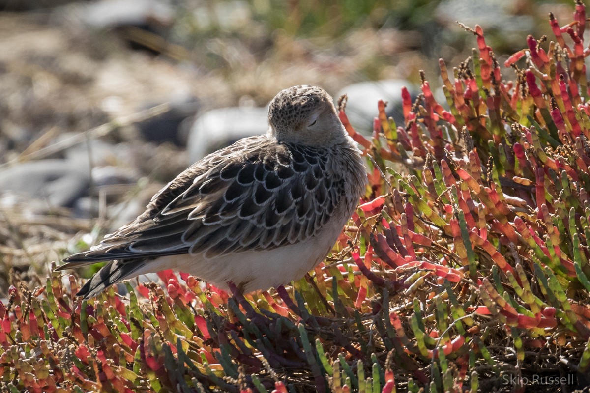 Buff-breasted Sandpiper - ML113664711