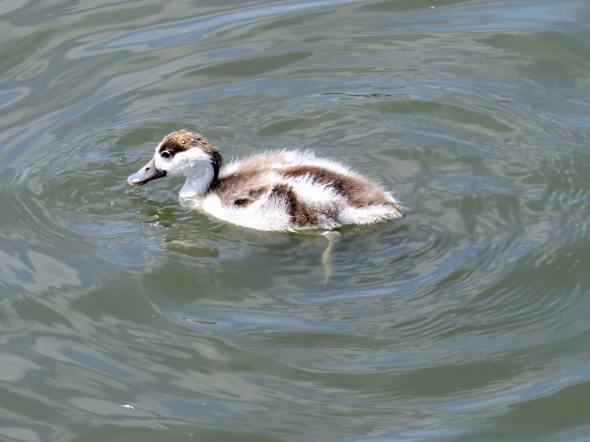 Common Shelduck - ML113665001