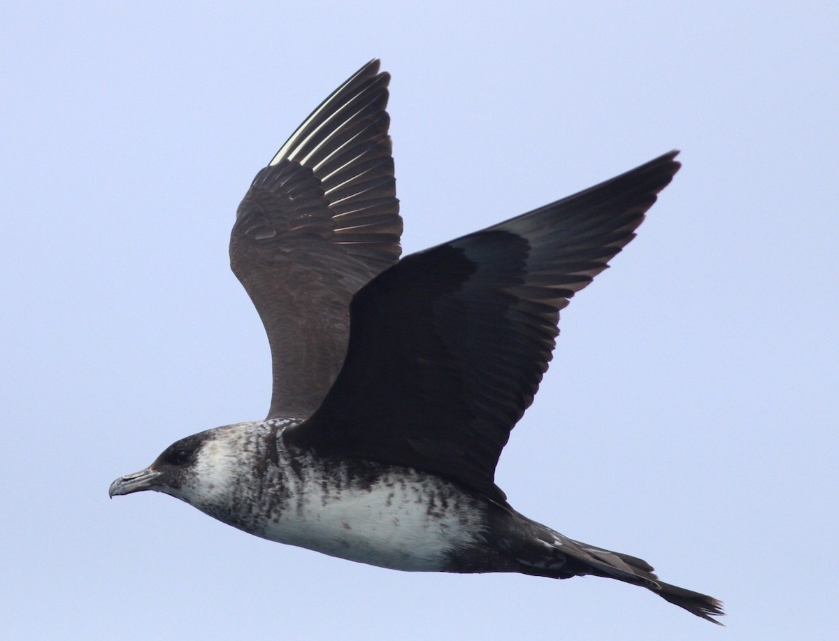 Pomarine Jaeger - ML113665061