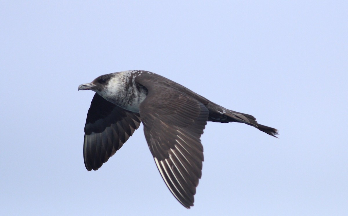 Pomarine Jaeger - Ruth  Danella