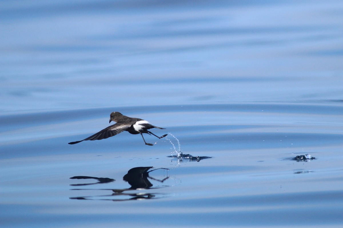 Wilson's Storm-Petrel - ML113665091