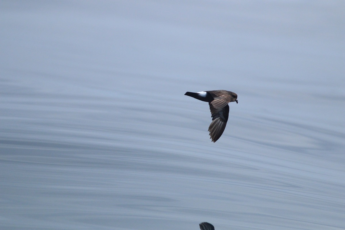 European Storm-Petrel - ML113665111