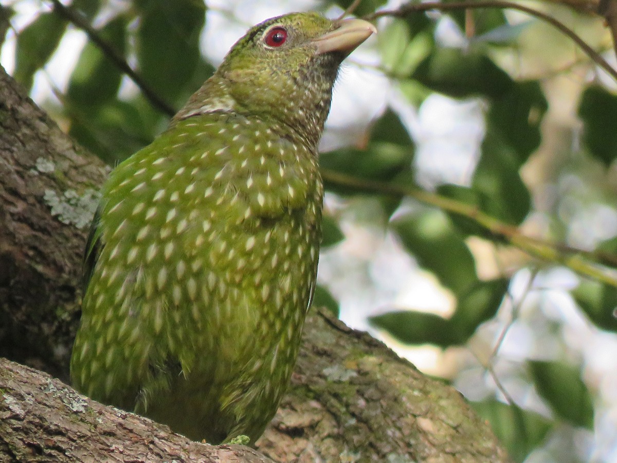 Green Catbird - ML113665811