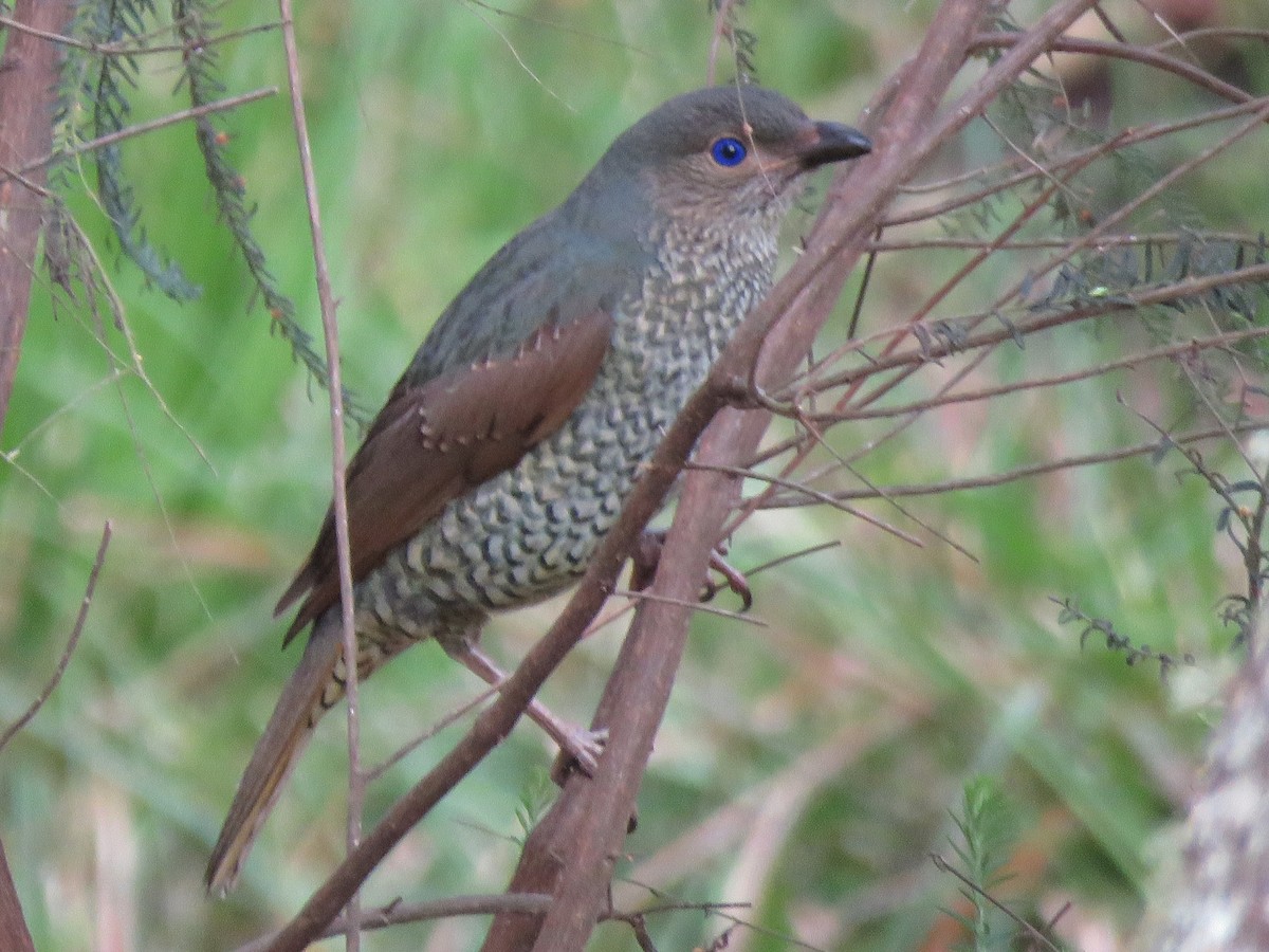 Satin Bowerbird - ML113665841