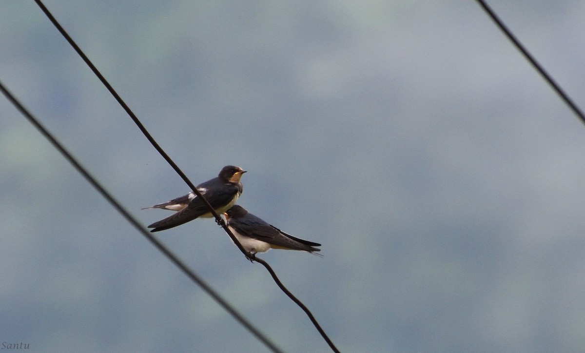 Barn Swallow - ML113666271