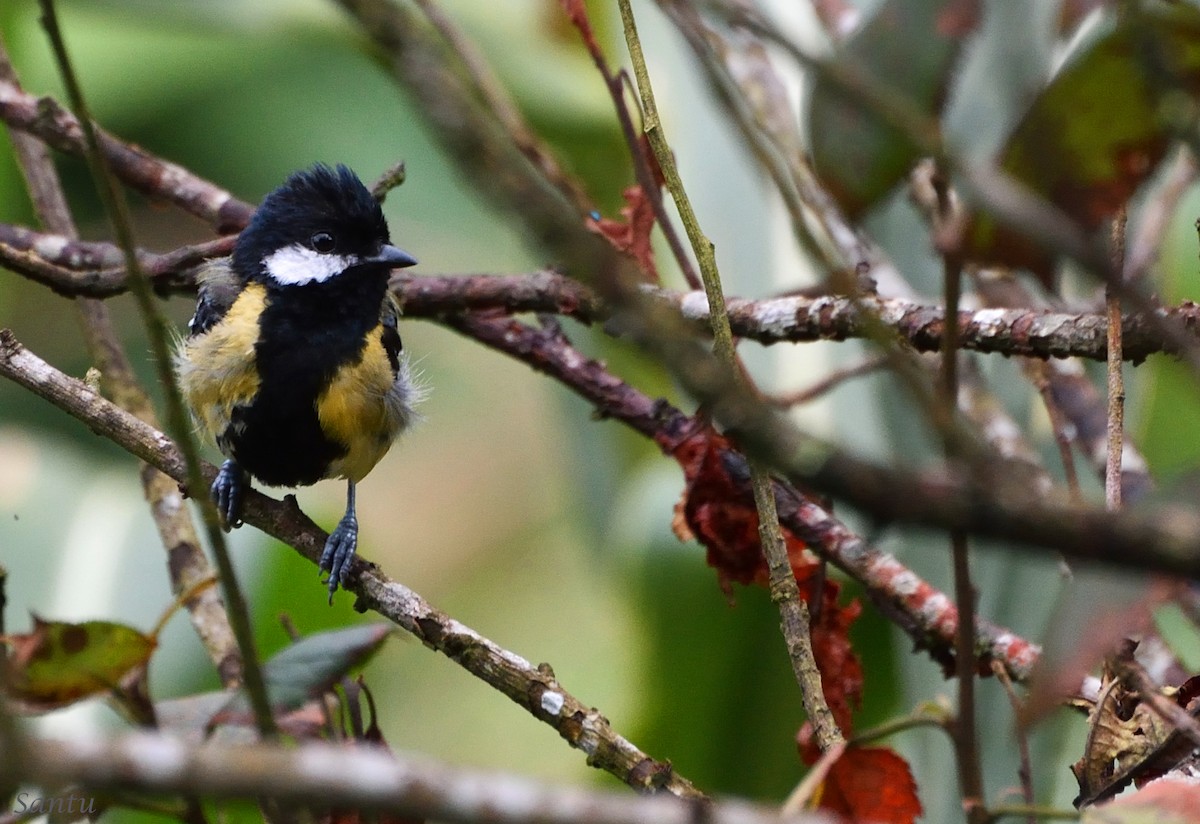 Green-backed Tit - samarendra Chowdhury