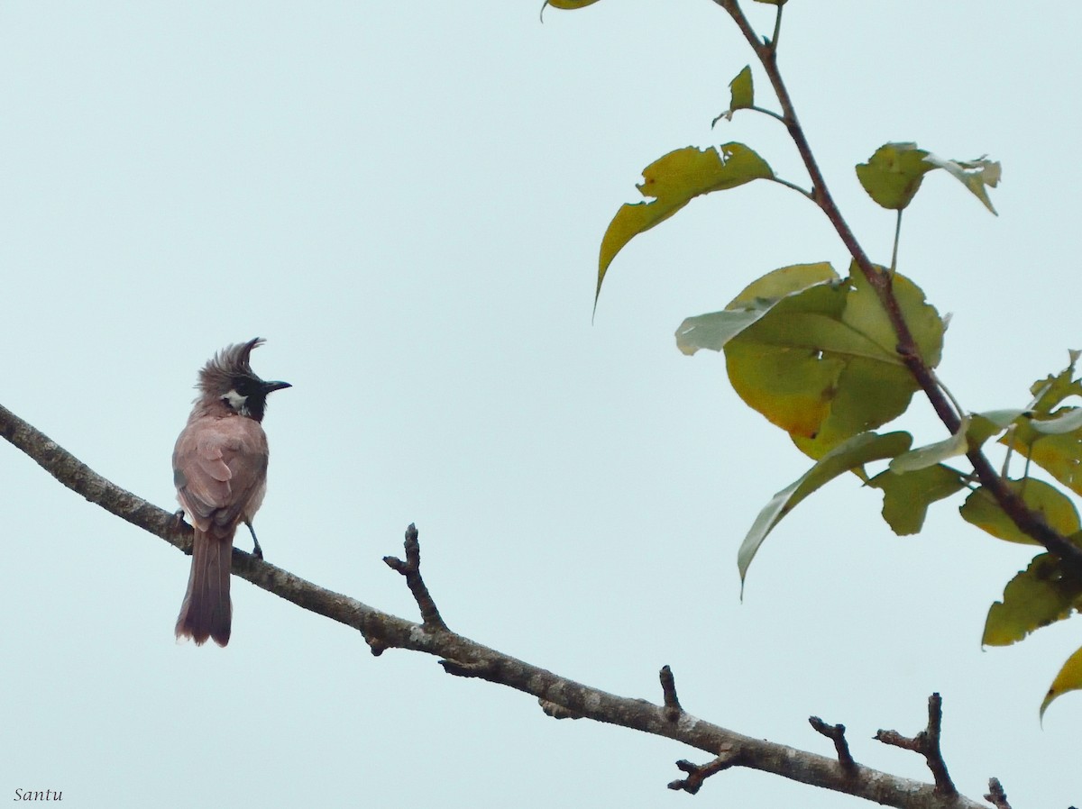 Himalayan Bulbul - ML113666501