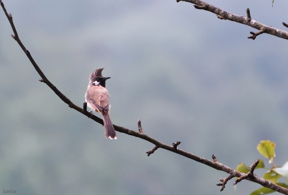 Himalayan Bulbul - ML113666601