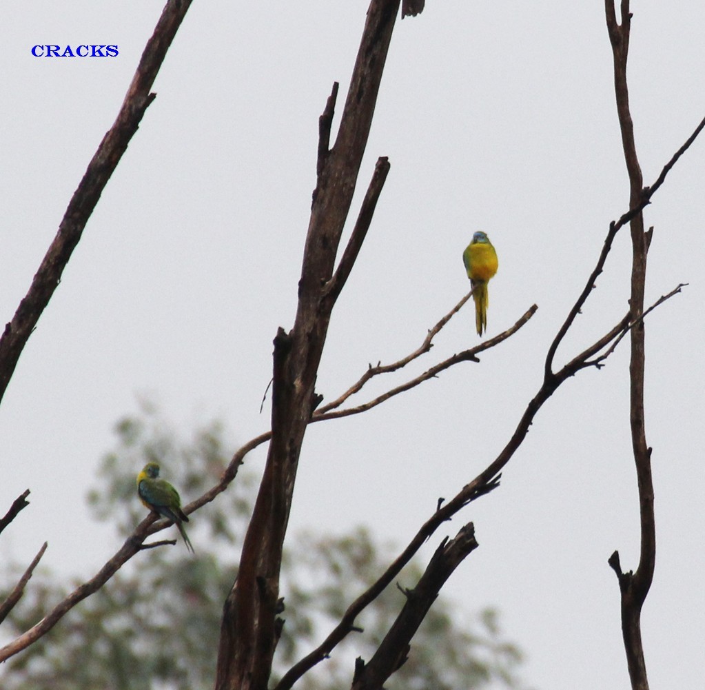 Turquoise Parrot - ML113666631