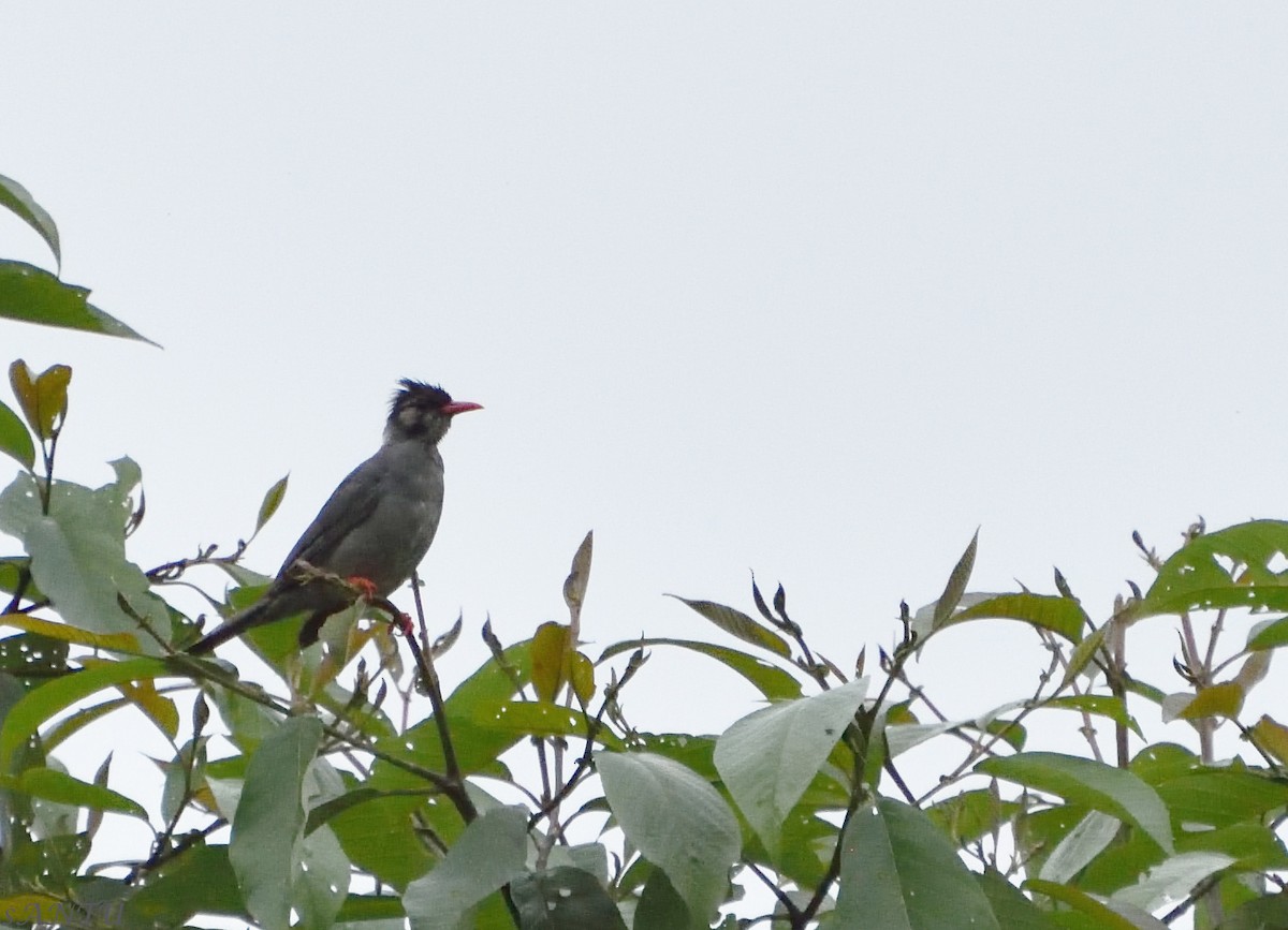 Black Bulbul - ML113666721