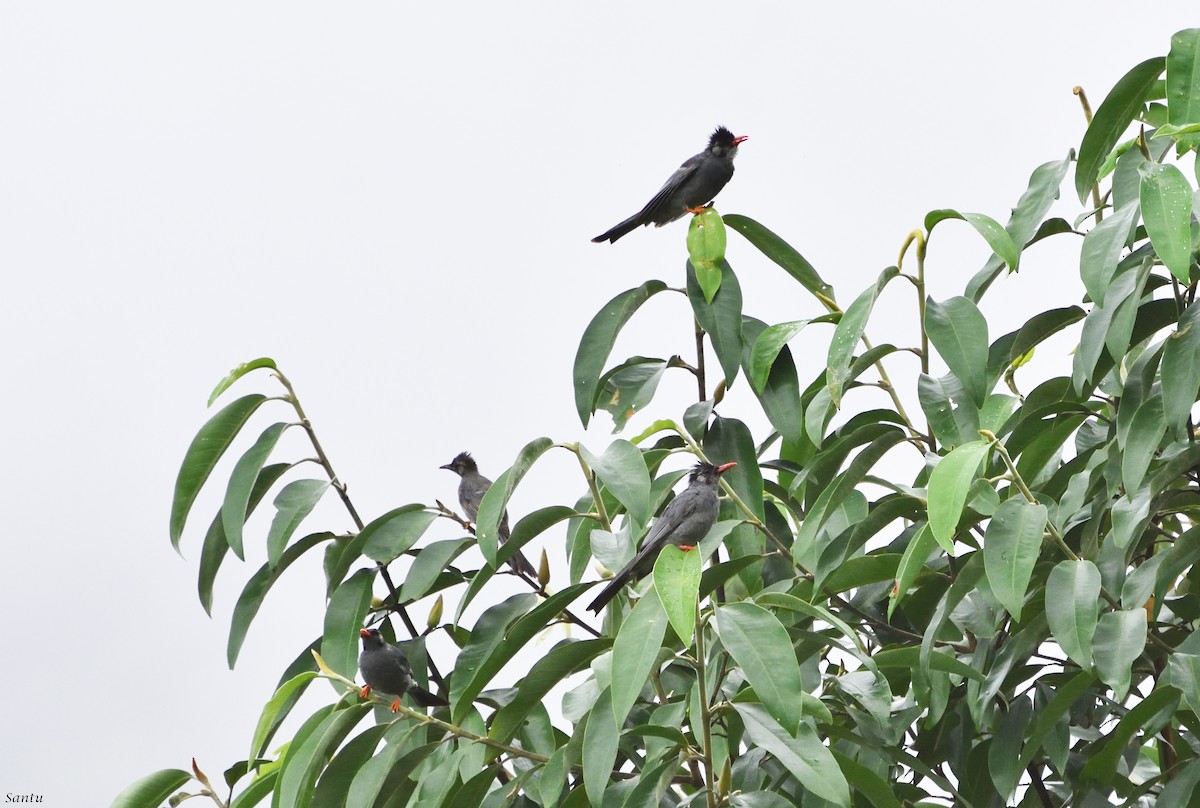 Black Bulbul - ML113666741