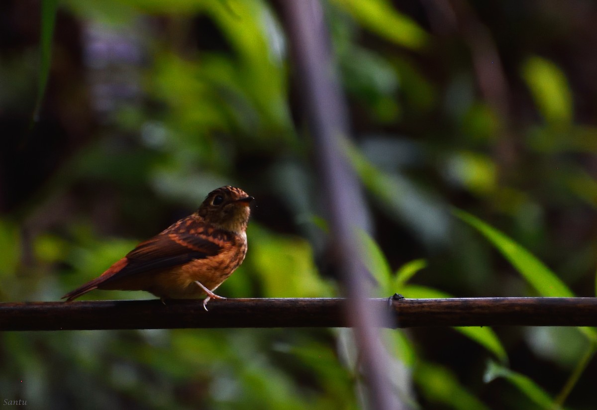 Ferruginous Flycatcher - ML113666891