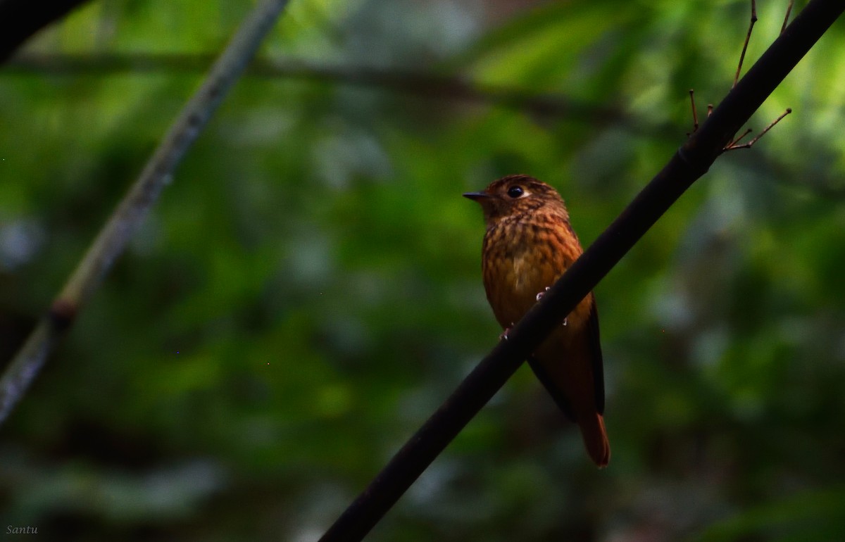 Ferruginous Flycatcher - ML113667041