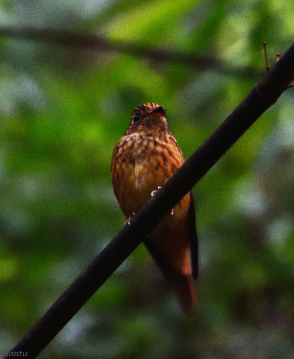 Ferruginous Flycatcher - ML113667081