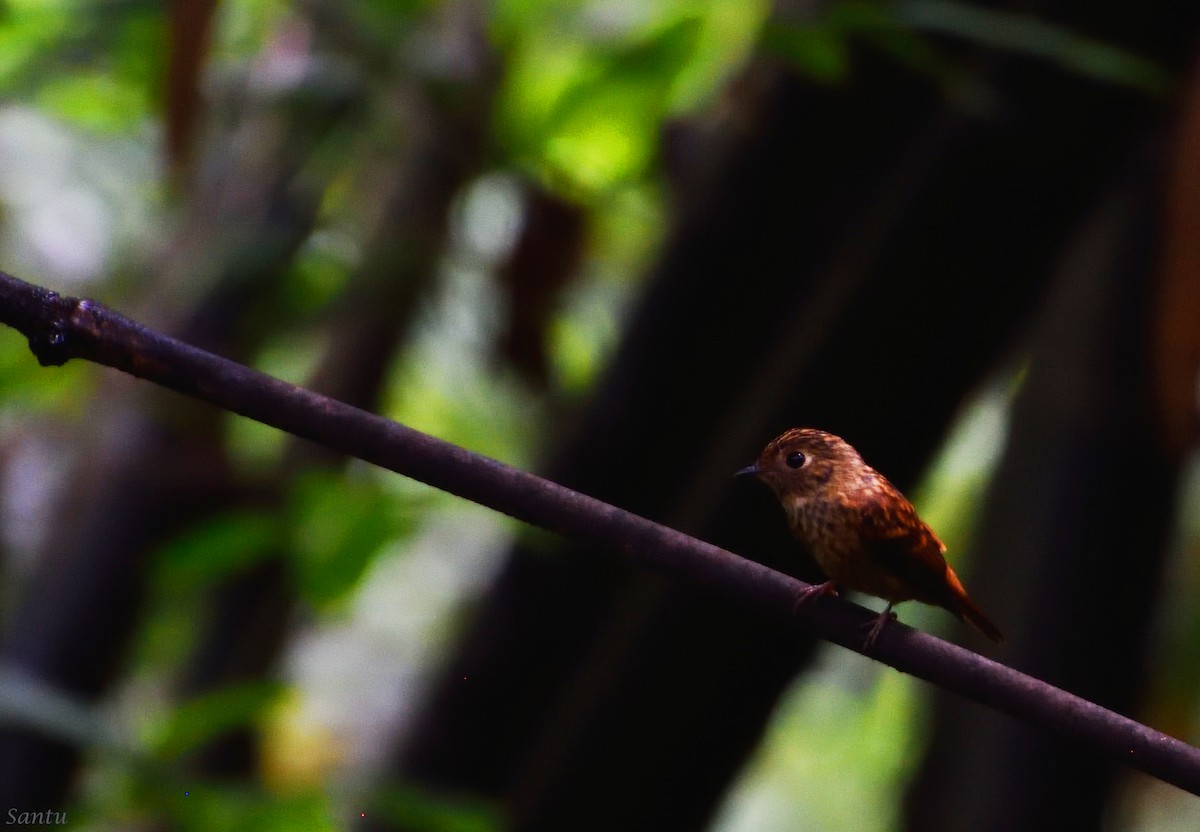 Ferruginous Flycatcher - ML113667091