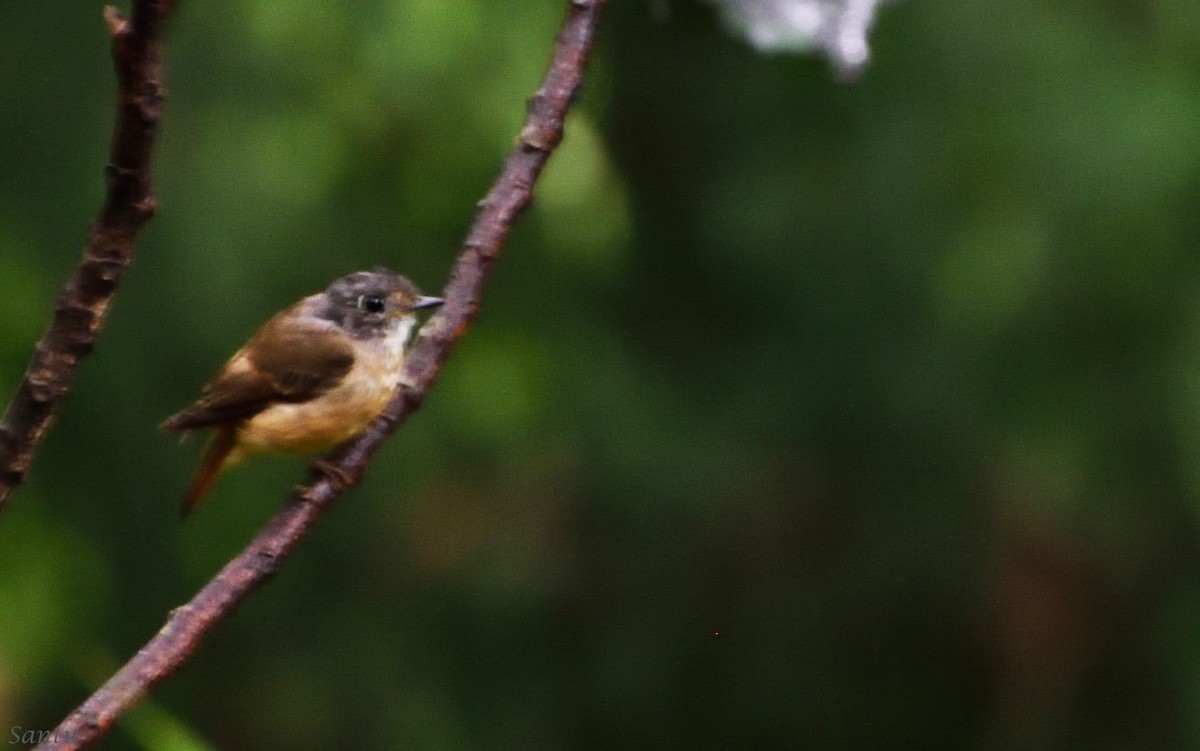 Ferruginous Flycatcher - ML113667101