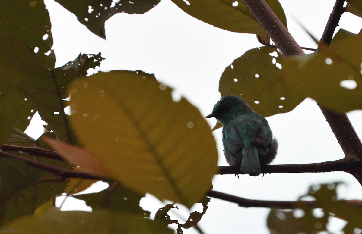 Verditer Flycatcher - ML113667191