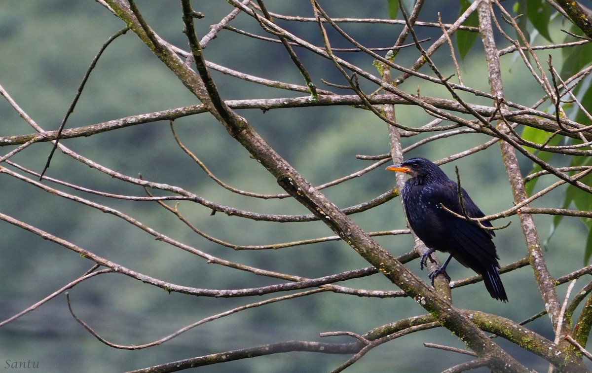 Blue Whistling-Thrush - ML113667391