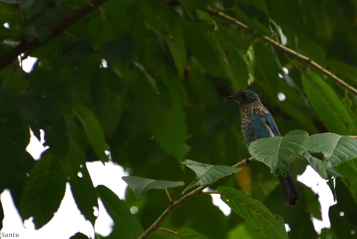 Verditer Flycatcher - ML113667471