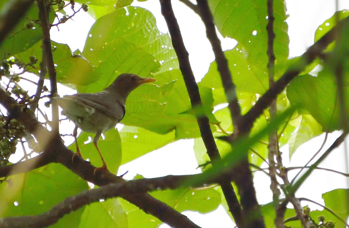 Tickell's Thrush - ML113667611