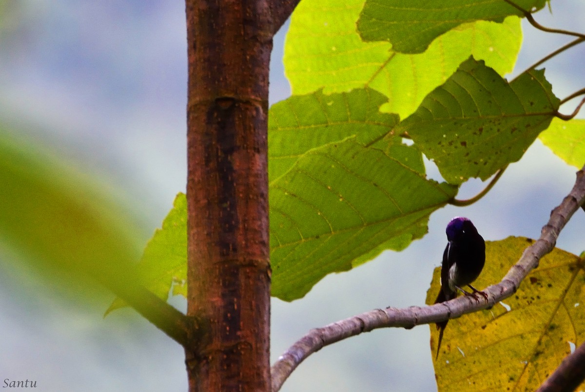 Black-throated Sunbird - ML113667651