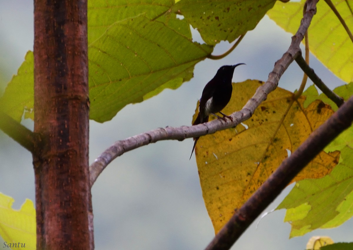 Black-throated Sunbird - ML113667681