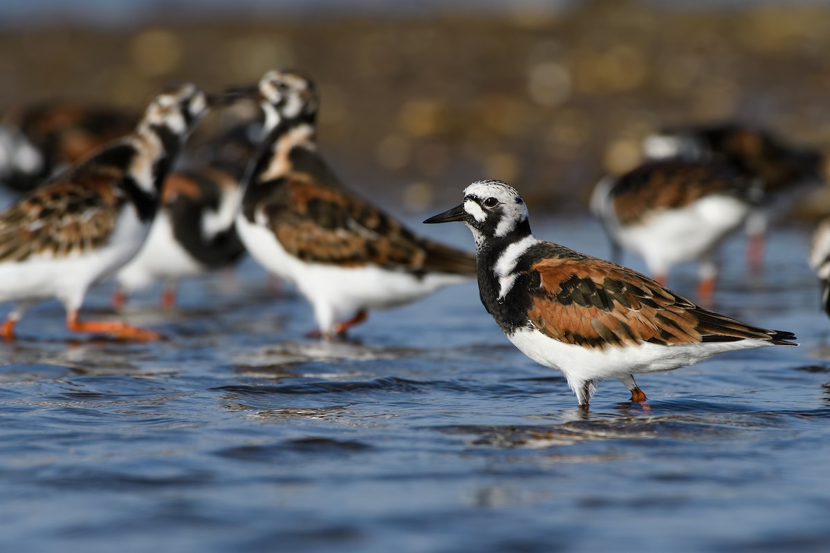 Ruddy Turnstone - Mustafa Özdemir